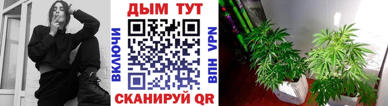 Каннабис SATIVA & INDICA  Иланский 